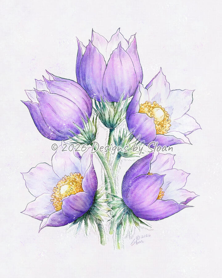 Crocus illustration; Manitoba's official provincial flower.