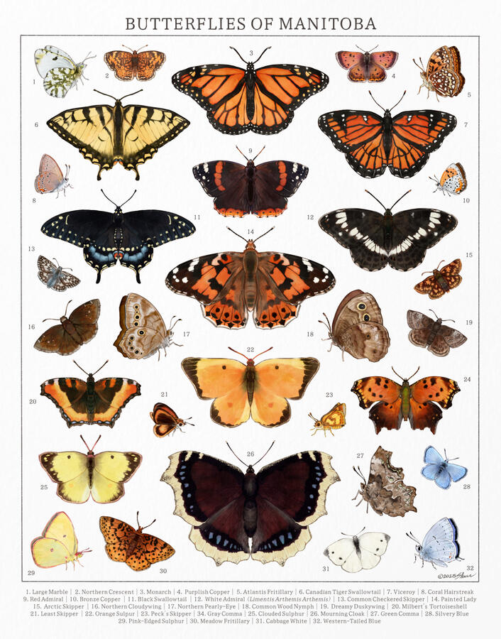 Butterflies of Manitoba illustrated poster, 2025