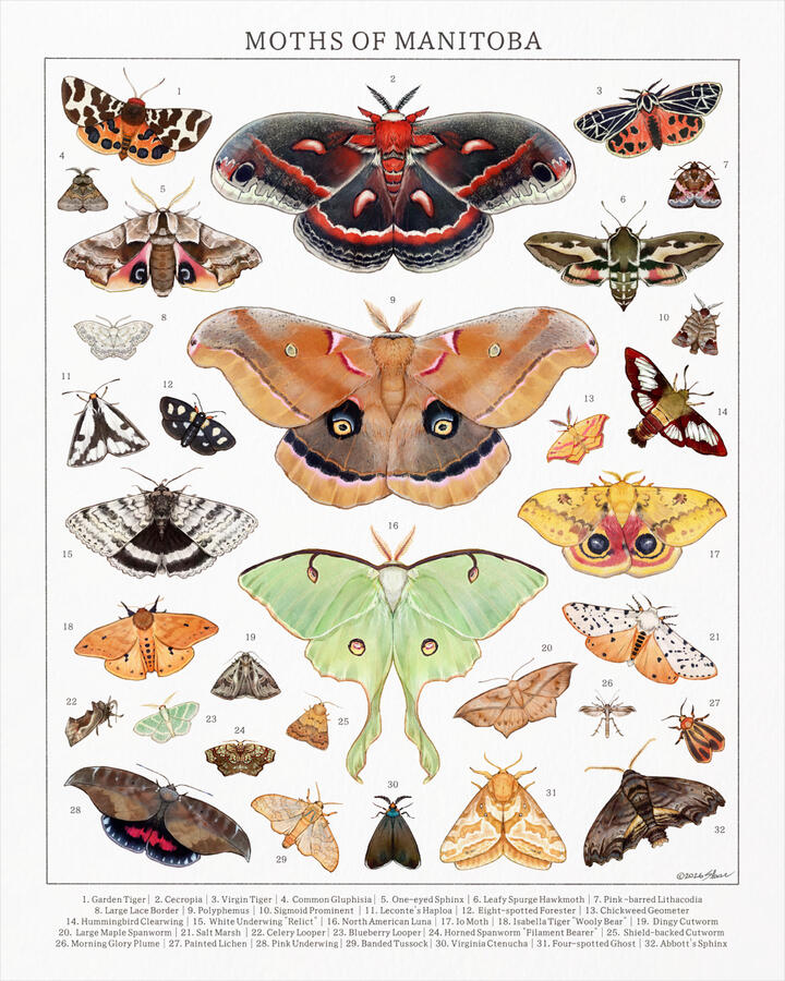 Moths of Manitoba illustrated poster, 2026.