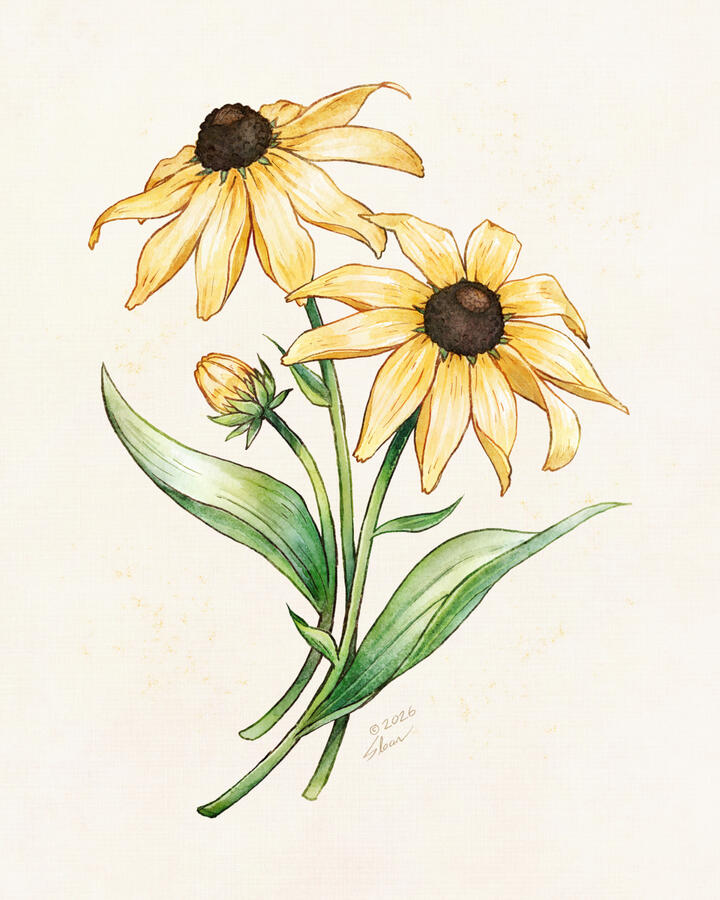 Black eyed susan botanical illustration, 2026.