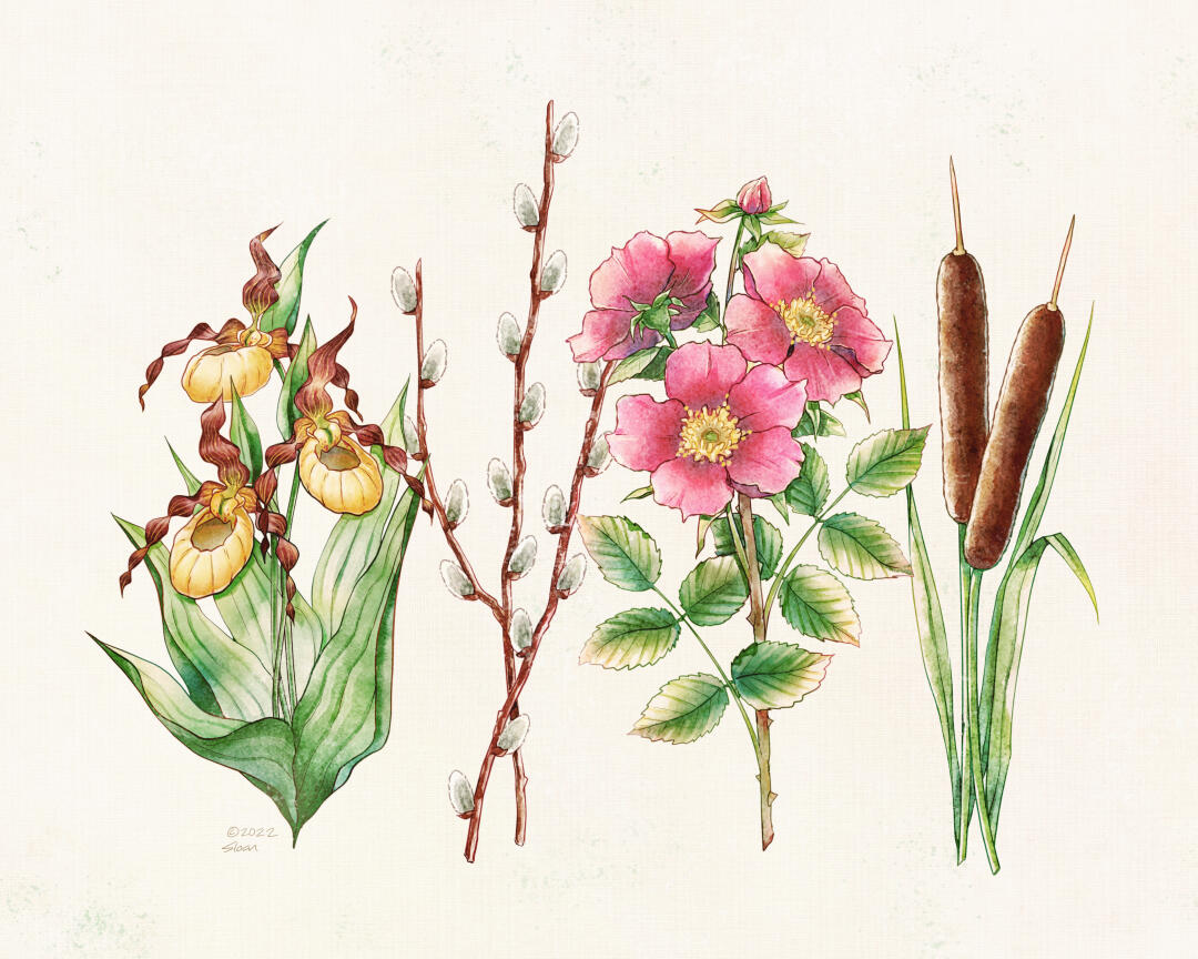 Nature from my grandparent's prairie garden. Originally drawn in 2022, this is the 2025 colourway.
