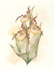 Lady Slipper Orchid, pastel edit 2024.
